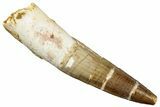 Fossil Spinosaurus Tooth - Real Dinosaur Tooth #299150-1